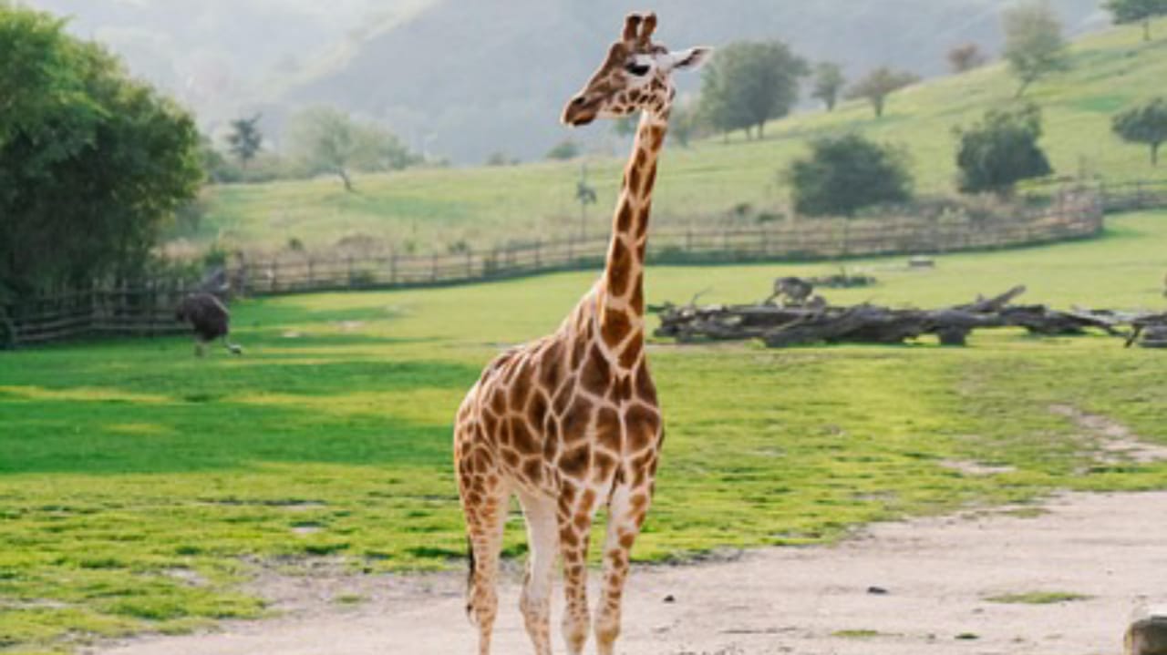 The History of the Bronx Zoo