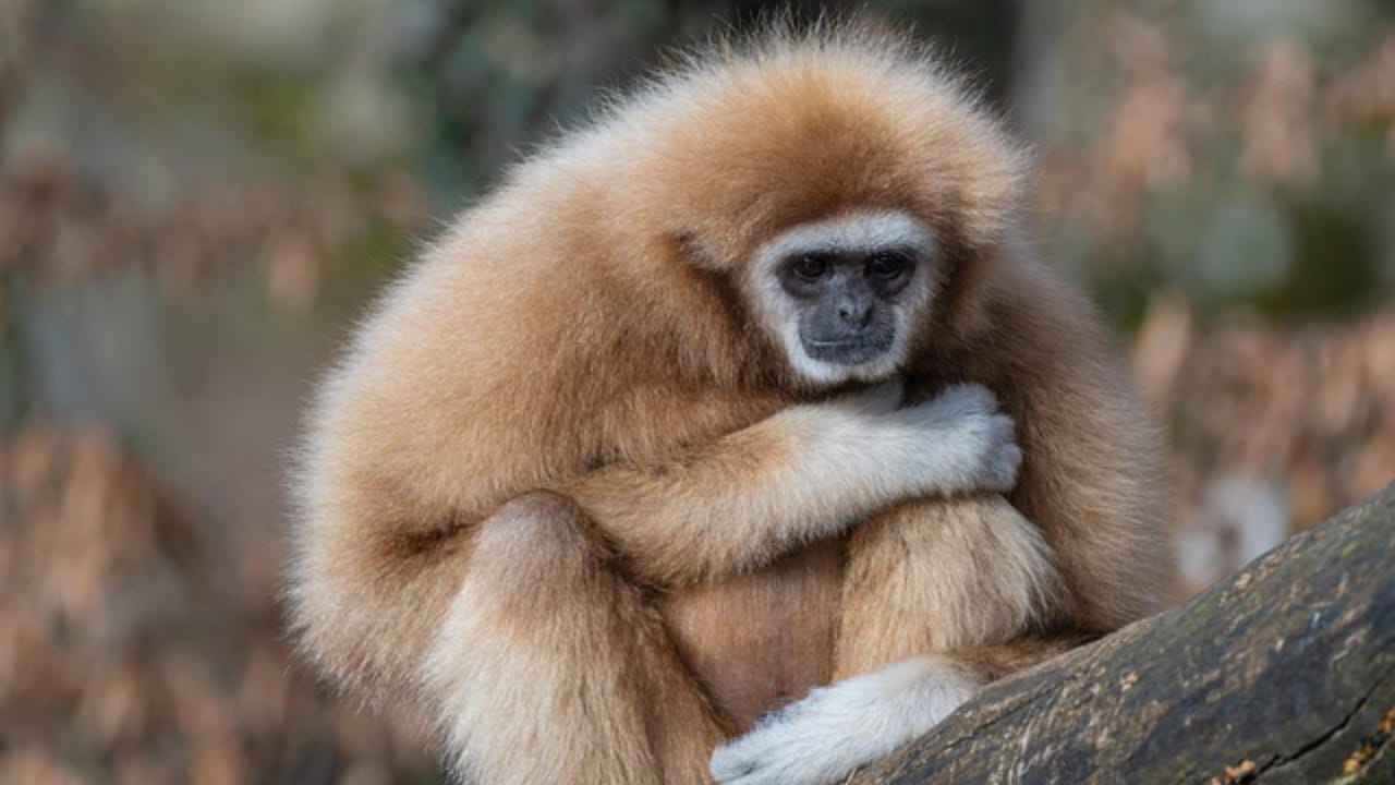 Bronx Zoo Tours Complete Guide