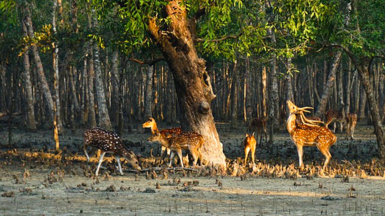 Sundarban Tour from Kolkata - Complete Package, Cost, & Cruise Guide 2026