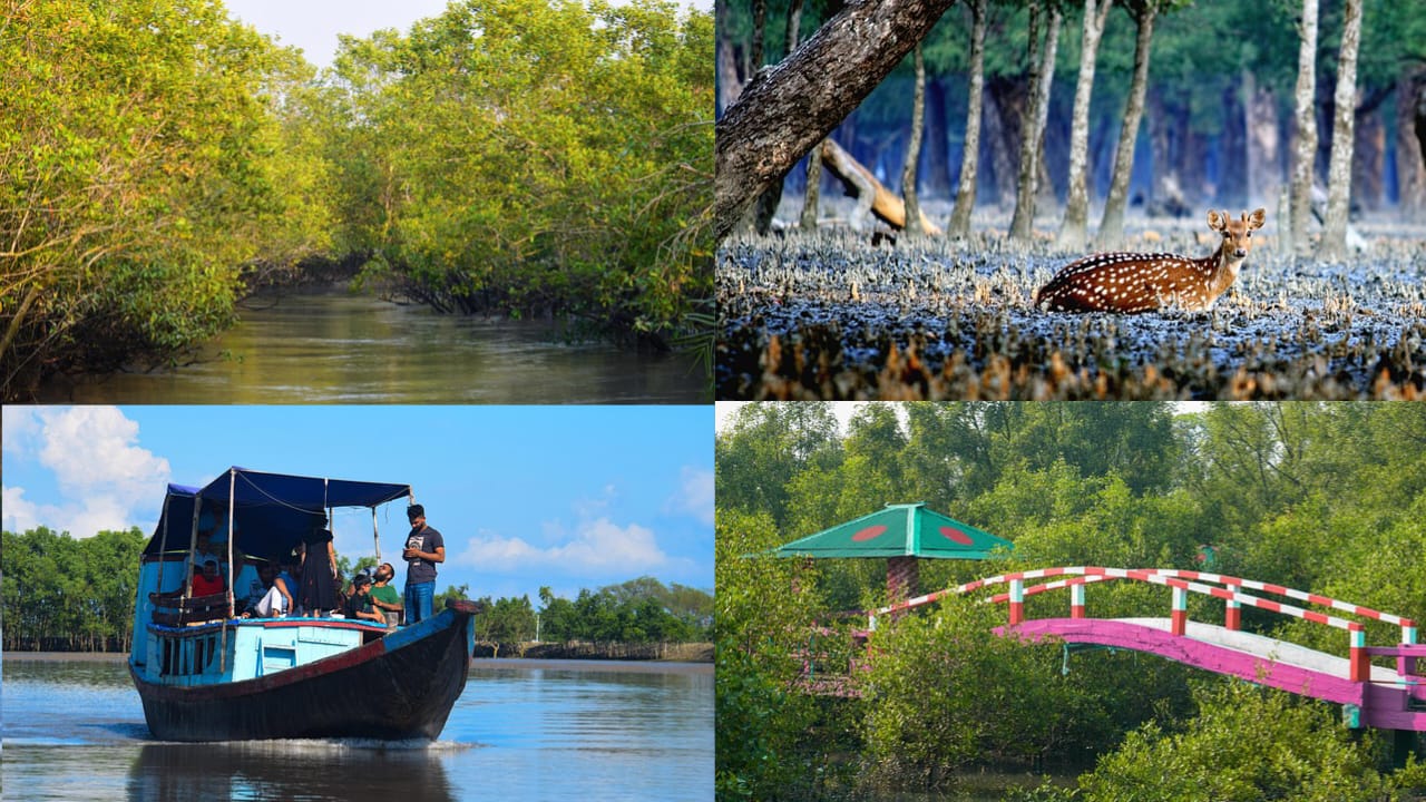 The Sundarbans Mangrove Forest